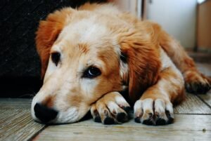 Canine Infections